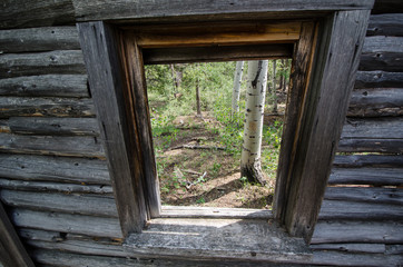 Natural frame looking to a birch tree forest through an abandoned log home window in the ghost town of Miners Delight Wyoming