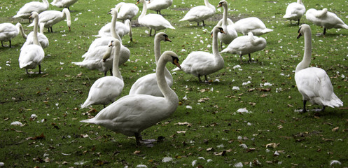 Small ducks park