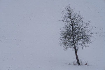 Fototapeta na wymiar Baum in winterlichen Landschaft mit Schneefall