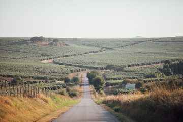 Road through Olives
