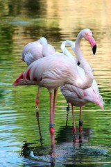 flamingo, bird, pink, nature, water, animal, wildlife, birds, zoo, valencia, beak, white, swan, red, flamingos, feather, la, wild, animals, beautiful, neck, exotic, feathers, fauna, tropical,
