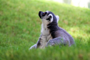 lemur, animal, mammal, wildlife, zoo, valencia, nature, cute, ring, wild, fur, animals, sitting, furry, funny, eyes