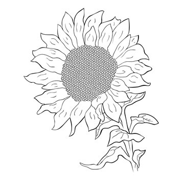 the sunflower flower with seeds.  illustration