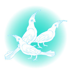 Turako Livingston Bananoed Tropical Parrot.  illustration