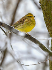 Yellowhammer