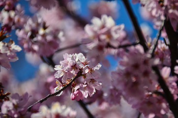 A small bunch of cherry blossom flowers bloom on a cherry blossom tree. Selective focus on a small amount of flowers.