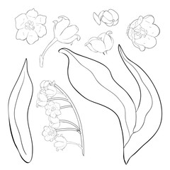 flower lily of the valley.  illustration