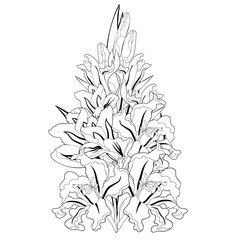 the is gladiolus flower natural.  illustration