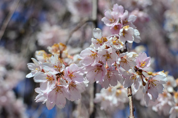A small bunch of cherry blossom flowers bloom on a cherry blossom tree. Selective focus on a small amount of flowers.