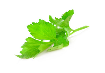 Celery leaf isolated on white background