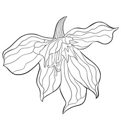 the Gladiolus Acidanthera flower natural. illustration