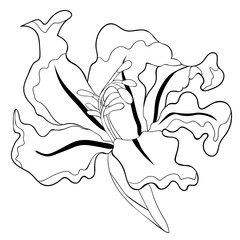 the is gladiolus flower natural. illustration