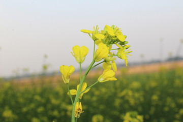 yellow flowers on green background of blue sky