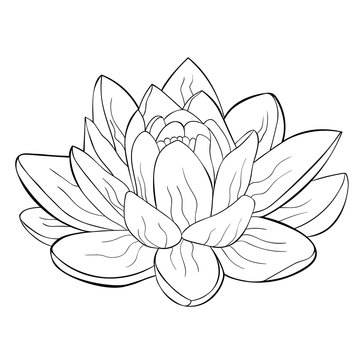 the lotus flower spiritual india.  illustration