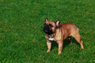 Obraz premium Dog breed French Bulldog