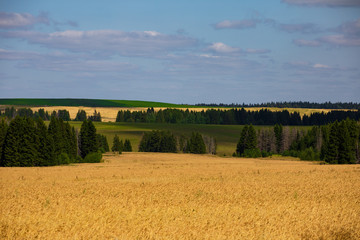 Fields of wheat in summer sunny day. Harvesting bread. Rural landscape with meadow and trees