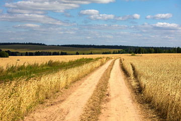 .Road through the field. Sunny day. Harvesting bread. Rural landscape with meadow and trees