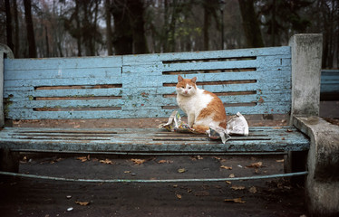 Pennerkatze