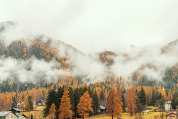 Misty forest in the valley of Gressoney near Monte Rosa during autumn