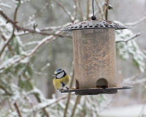 Fototapeta premium blue tit on feeder
