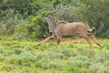 Young male kudu antelope running in a clearing