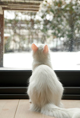 On a snowy day, white house cat watching outdoors.