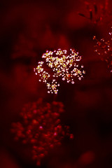 White small flowers of yarrow on red background © zsnk