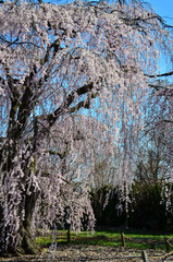 Flowering weeping cherry blossom tree at the National Arboretum in Washington DC
