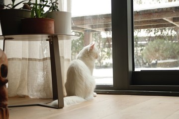 On a snowy day, white house cat watching outdoors.