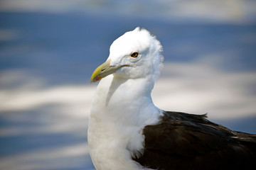 Gaviota 2