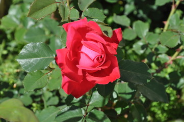 The beautiful Rose flower in garden