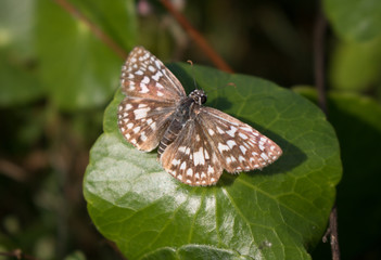 Butterfly on a flower