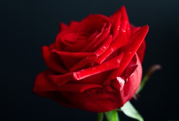 rosa rossa, fiore, amore, rosso, bellezza, natura, bella, petali, macro, romantico