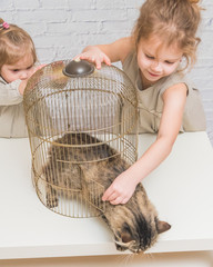 girl, the child frees the cat from the cage, in front of a white brick wall