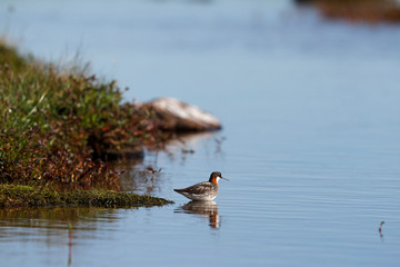 Female red-necked phalarope, Phalaropus lobatus, standing near the shore off a small lake with willows in the background