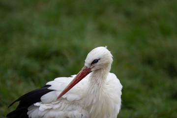 Storch