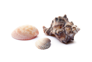 Exotic sea shells isolated on white background