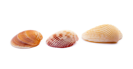 Exotic sea shells isolated on white background © george3973