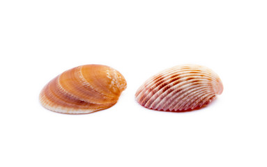 Exotic sea shells isolated on white background