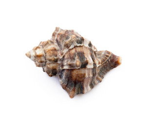 Exotic sea shells isolated on white background © george3973