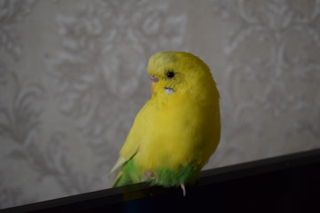 A beautiful yellow parrot sits on the TV