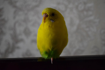 A beautiful yellow parrot sits on the TV