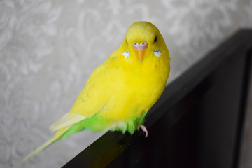 A beautiful yellow parrot sits on the TV