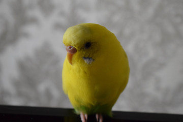 A beautiful yellow parrot sits on the TV