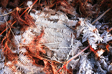 Iced fern winter colorful leaf and grass texture background