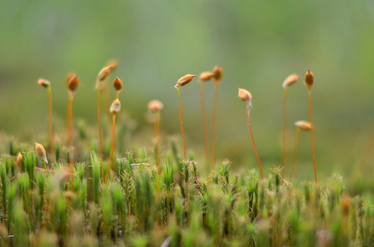 Green Moss. Polytrichum Commune.