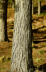 Scots pine bark in a forest in winter sunshine