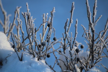 Obraz premium winter tree in the snow