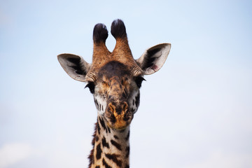 Giraffe in Kenia