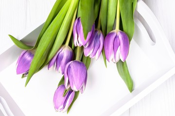 Fresh violet tulips flowers on a white background. Top view